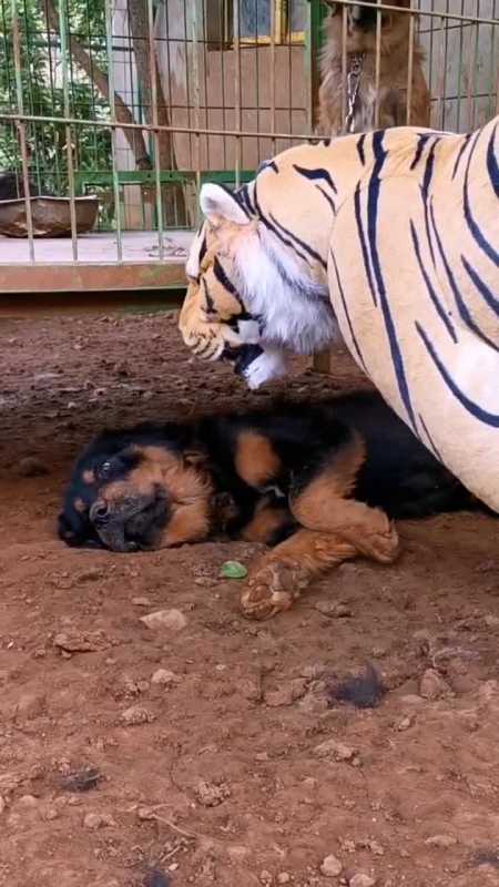 不是说藏獒很猛吗,被一个假老虎吓成这样,一点面子都不要了!-度小视