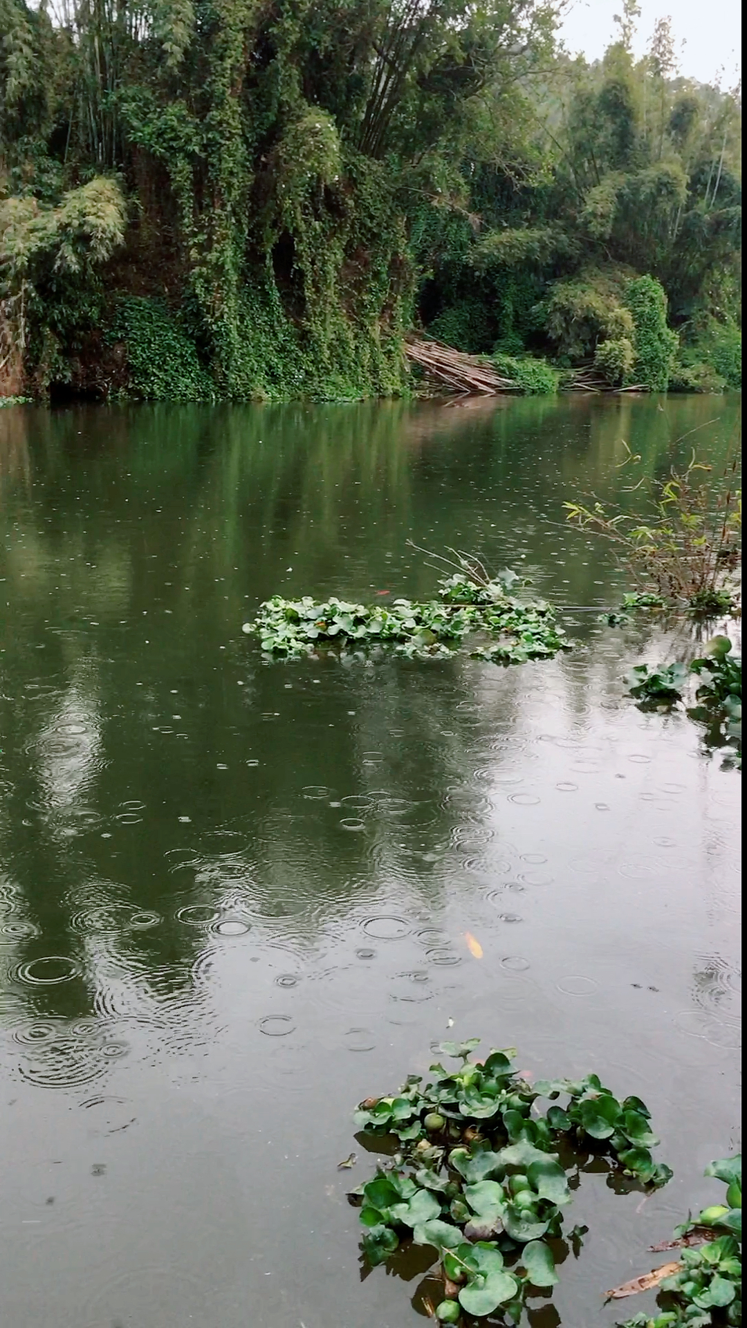 小雨绵绵钓鱼天