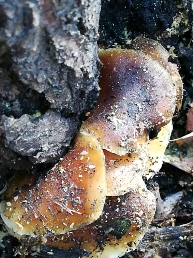 国槐树上的蘑菇图片图片