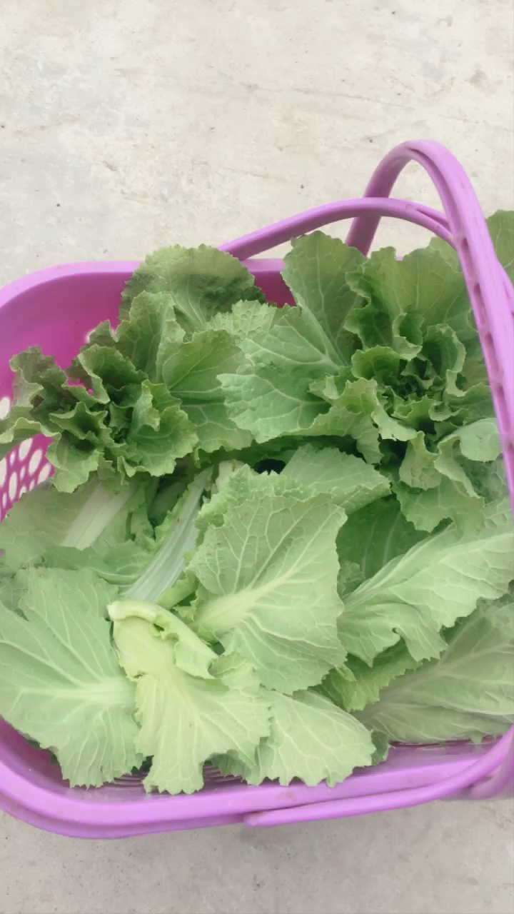 刚从地里摘回来的白菜,很新鲜