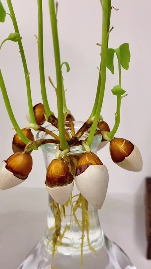 水培银杏,水培植物