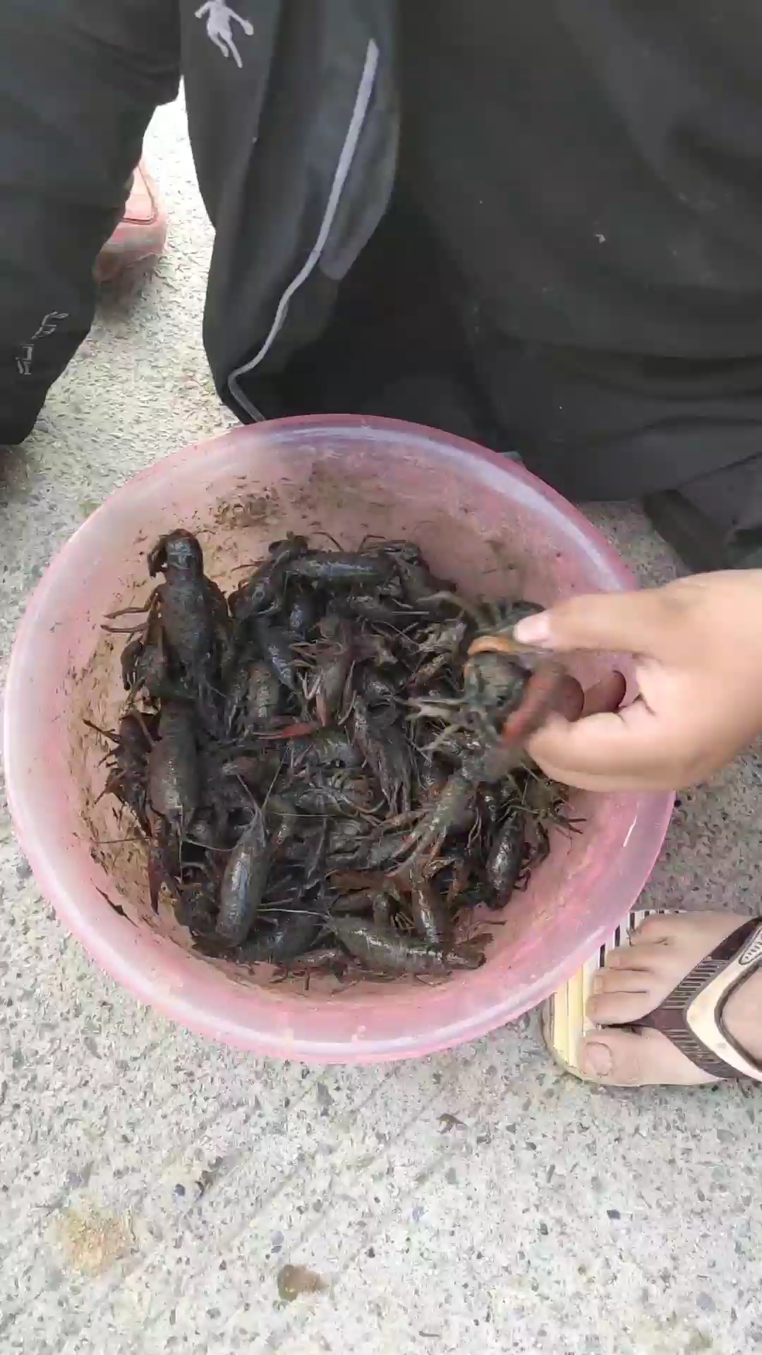 乡村生活#这些小朋友比我们厉害,摸了这么多龙虾