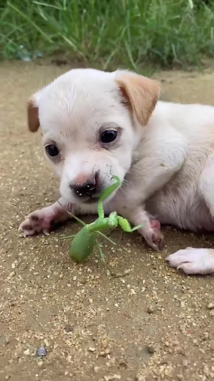 蚂蚱不怕狗狗吗