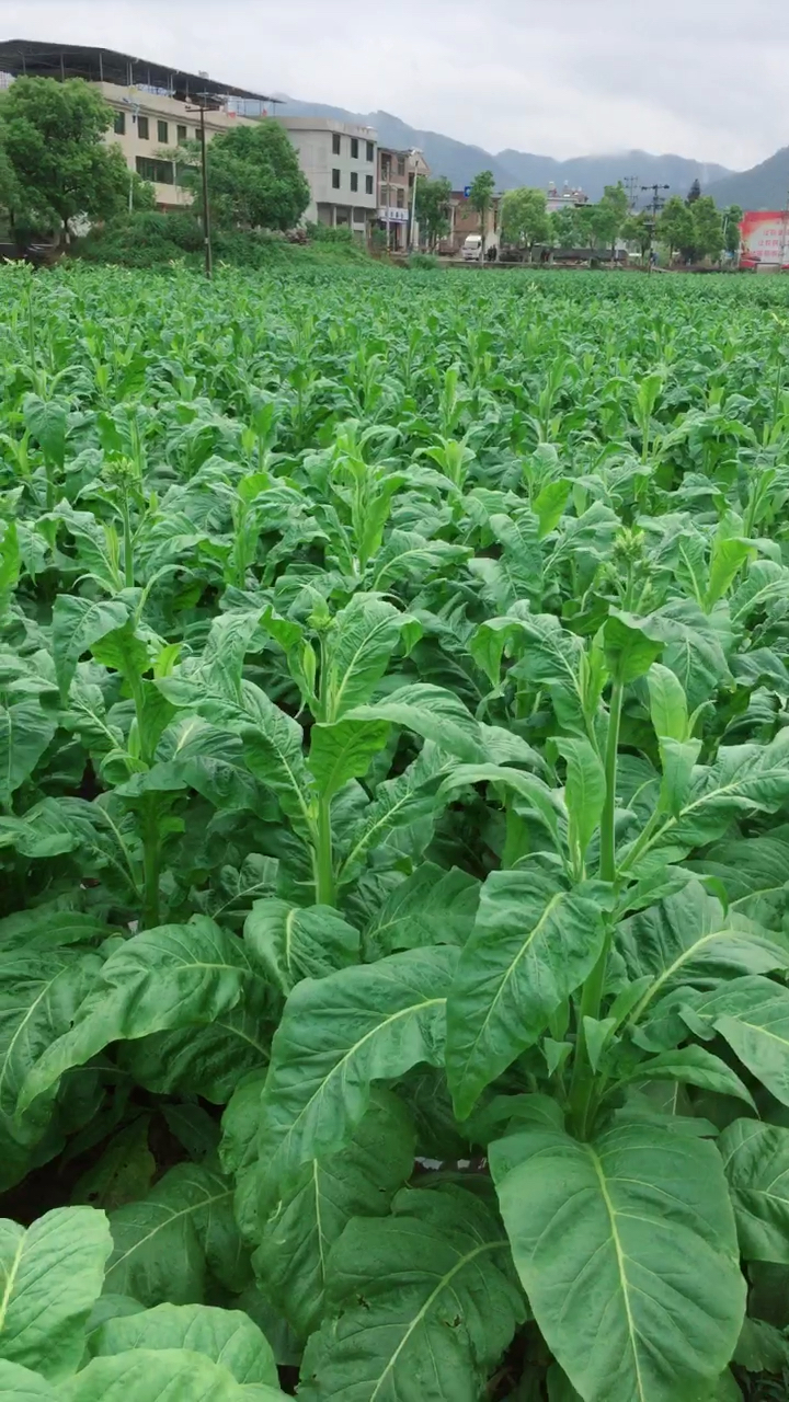 中华烟是真这么种出来的.