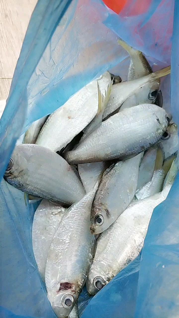 一大早 客户特意送了一袋鱼过来  谢谢!美女客户