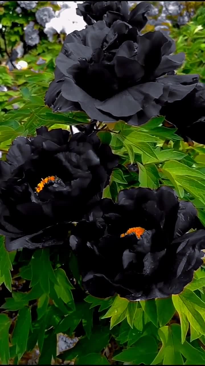 娇艳的黑牡丹,别有一番美!