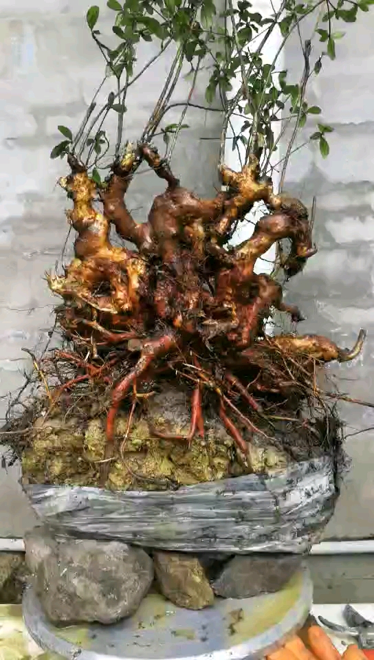 映山红极品老桩