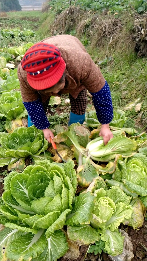 乡村土菜图片大全图片