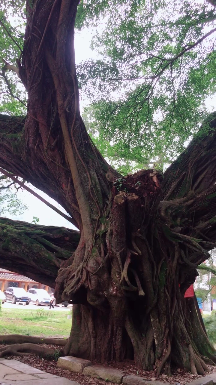 千年古榕