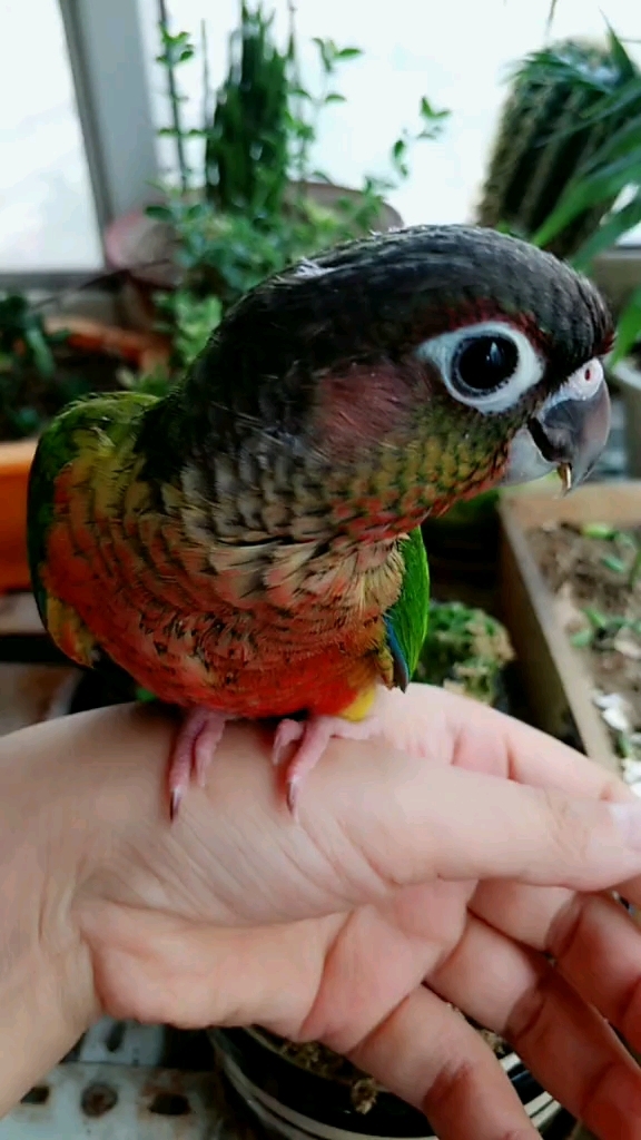 神宠来袭#黄边小太阳鹦鹉