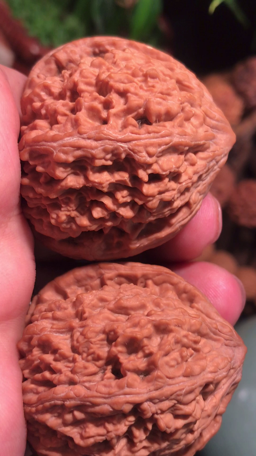 文玩核桃#文玩核桃,特别稀有的龙脊