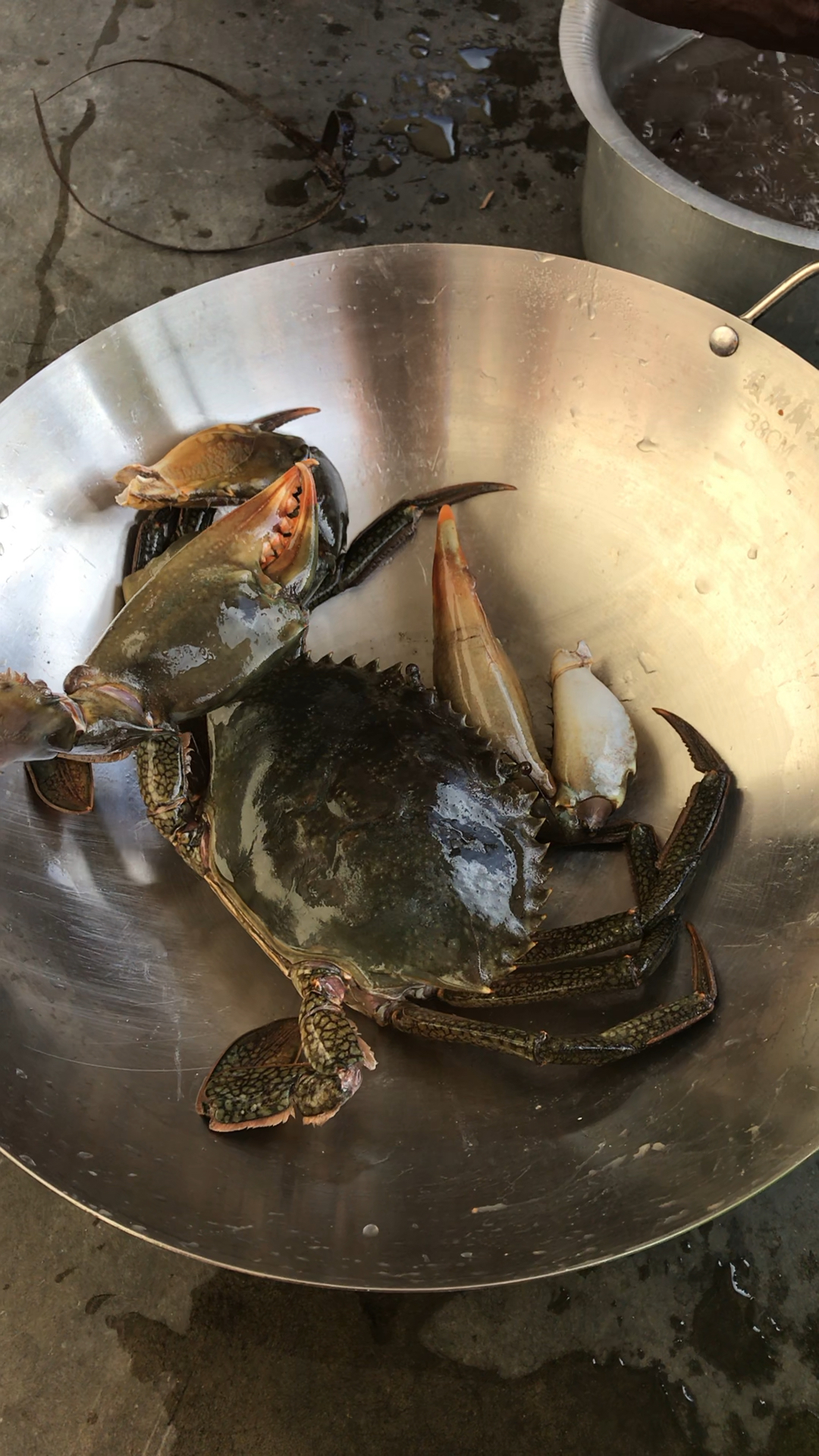 非洲小螃蟹.想吃来搞