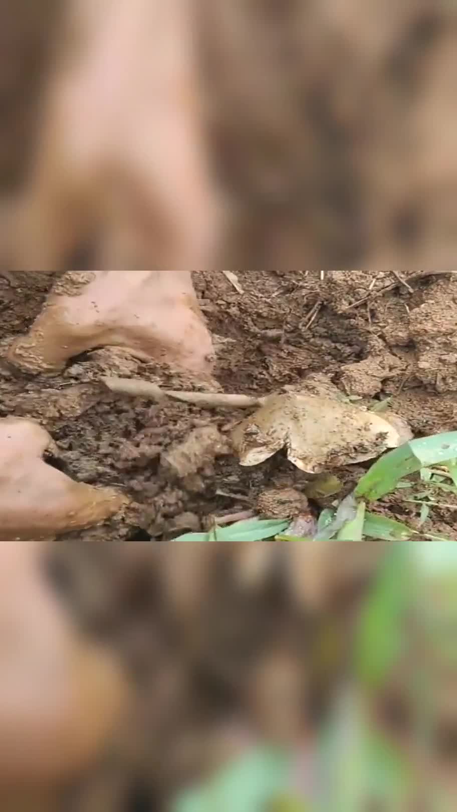 小伙发现地里有颗野玉米苗,猜测里面有大货,翻开泥土果然没失望