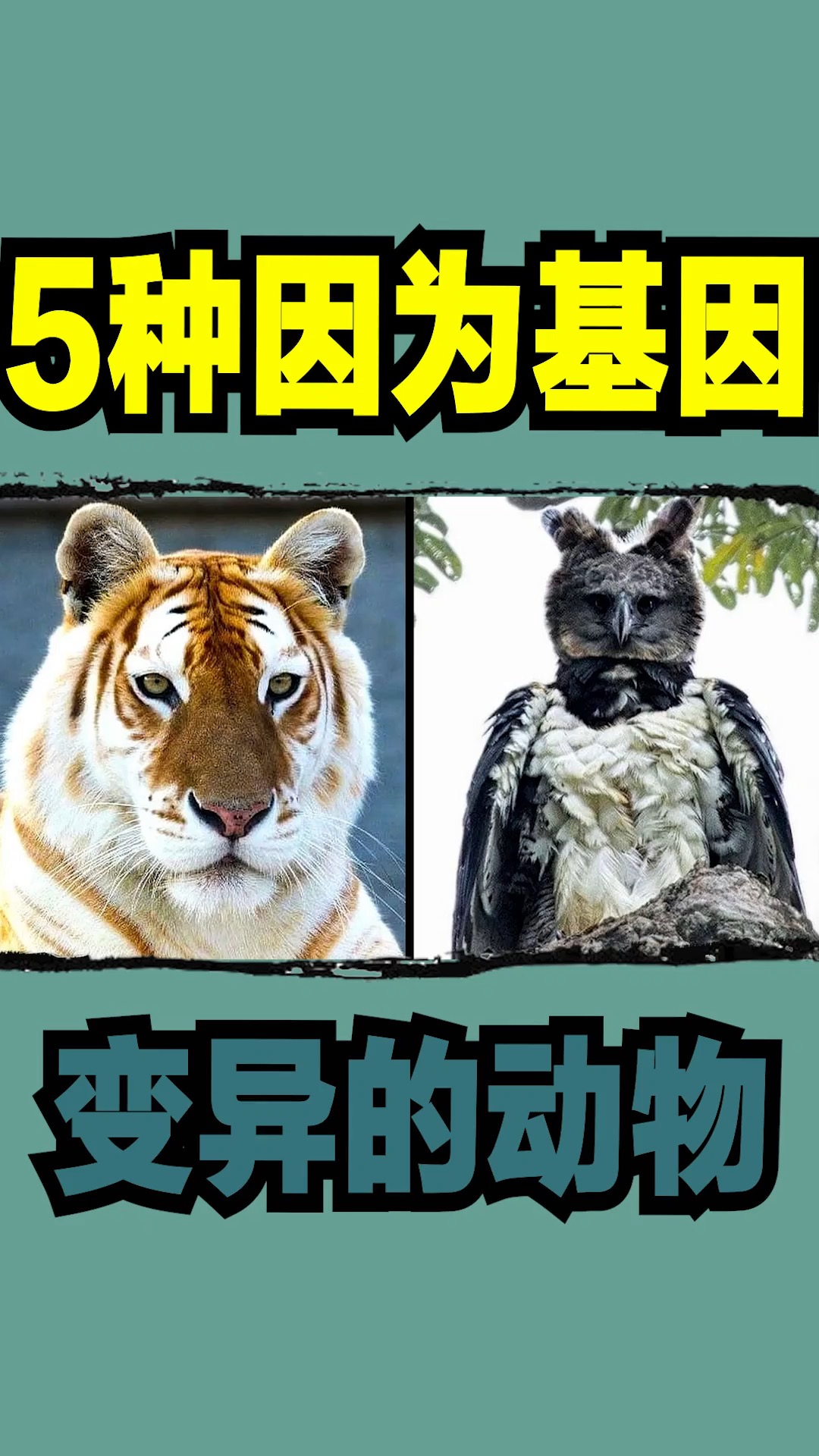 基因变异#5种因为基因变异的动物