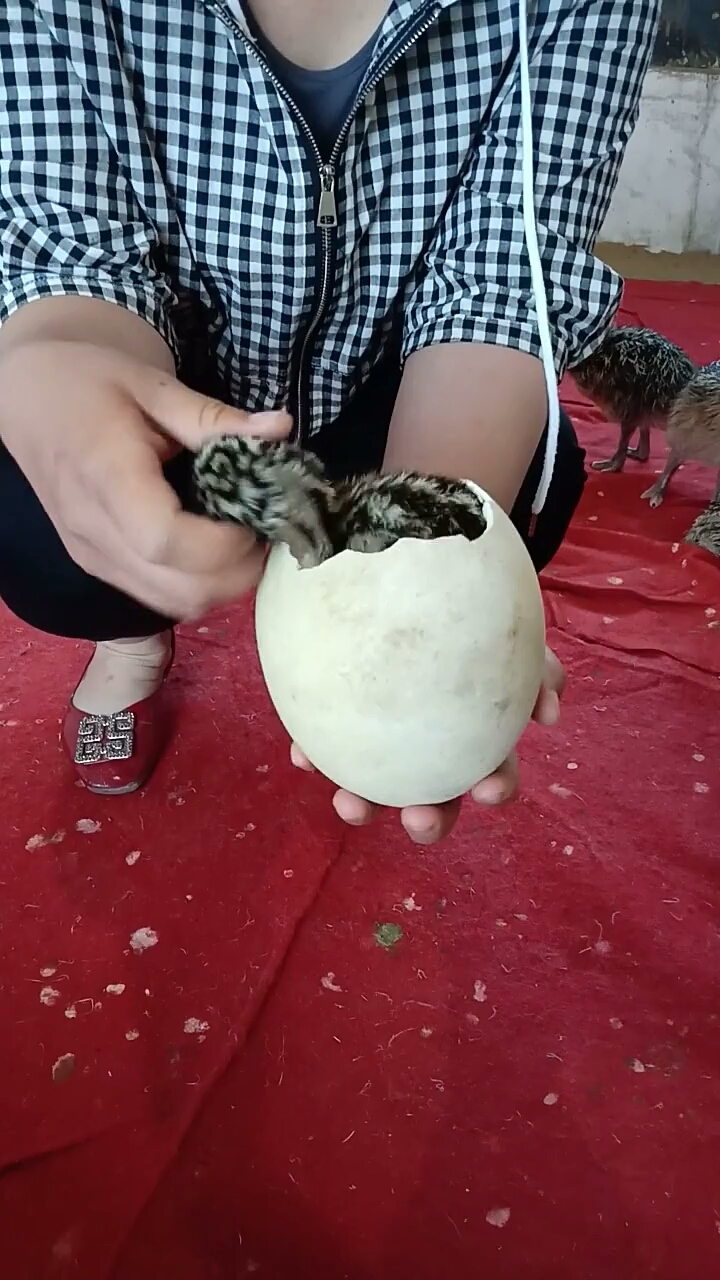 刚出壳的鸵鸟苗,在蛋壳里睡得还挺香!