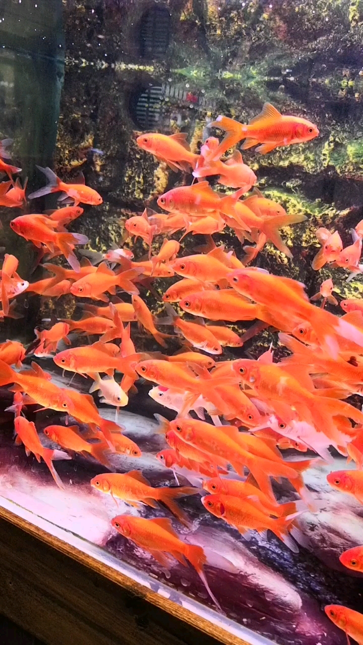 成群结队,自由自在的金鱼群
