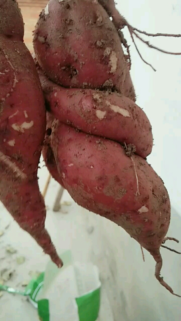 多么不正经的红薯啊