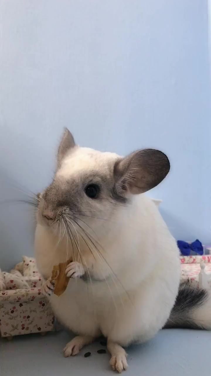 我家宠物成精了#银斑龙猫基因一般是白色基因加标灰基因,以白色为