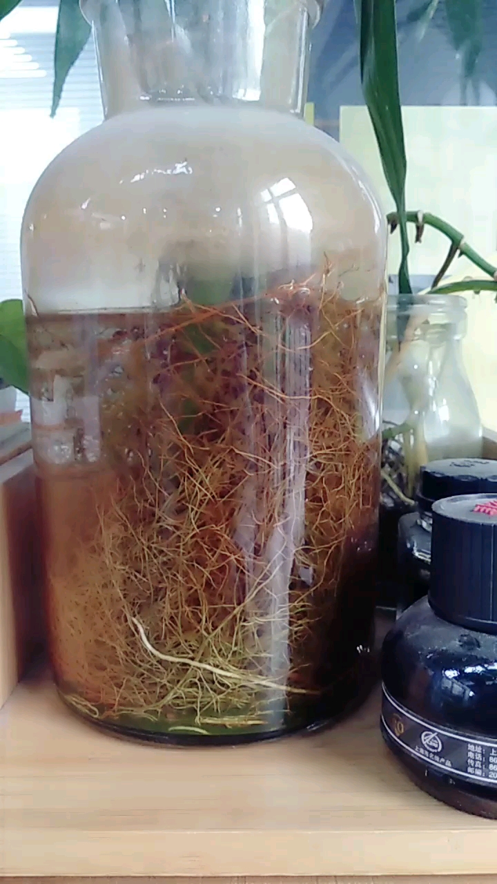 看看我们家竹子,根须可以绕地球一圈啦,盘了10几年了!