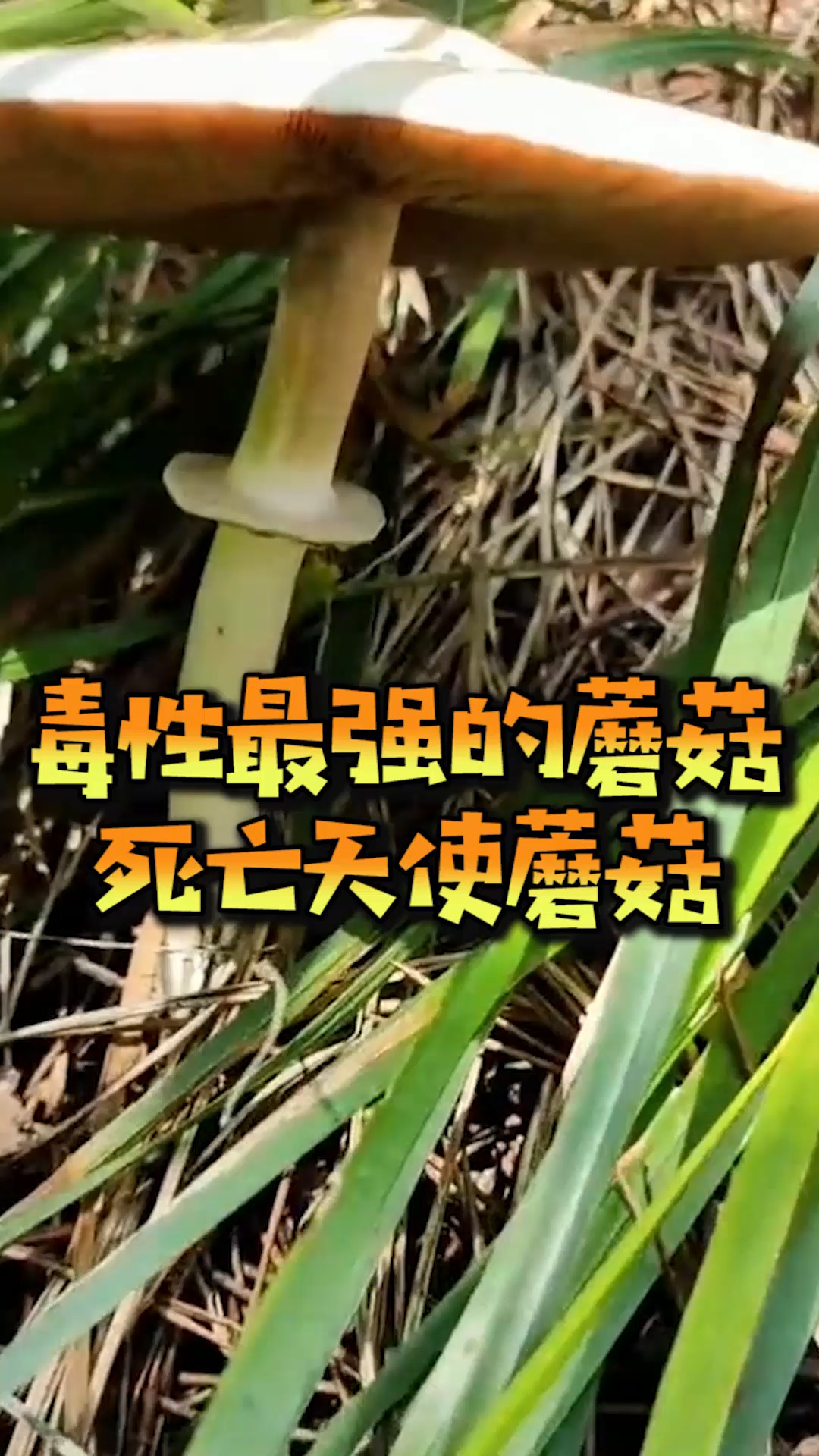 奇趣#世界上毒性最强的蘑菇,死亡天使蘑菇