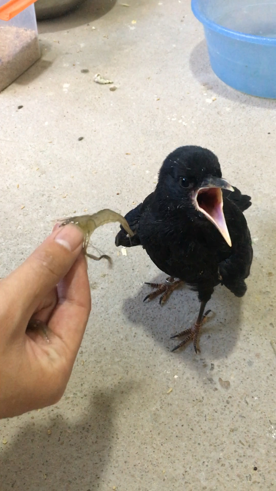 给小乌鸦吃40块一斤的小虾,一口气可以吃4只虾两条鱼!