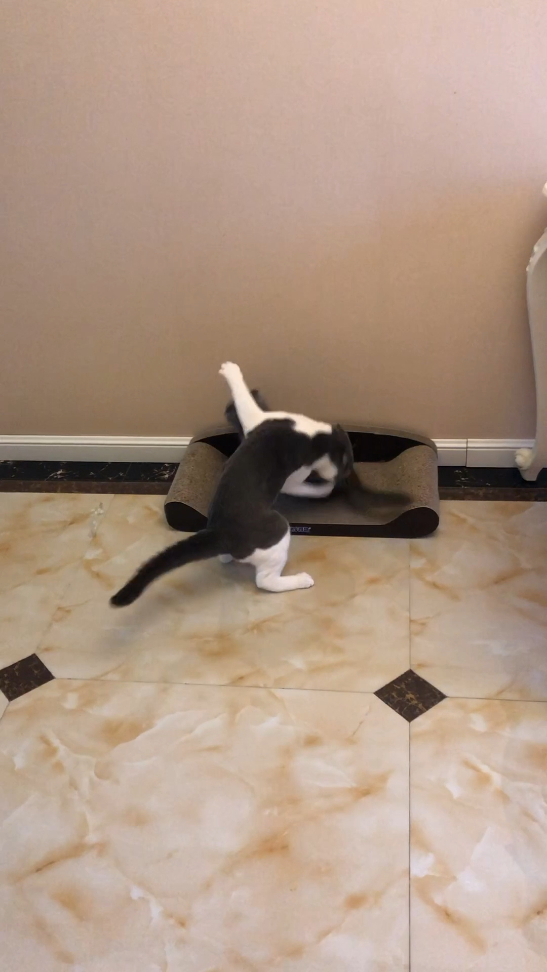 东北喵能动手绝对不吵吵