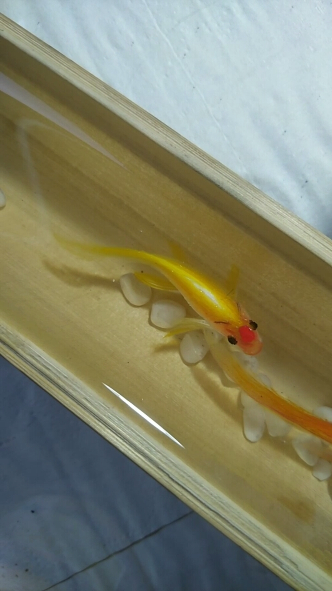 树脂画#树脂画小红鱼