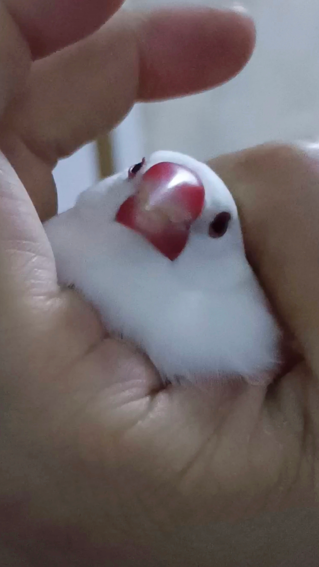 软乎乎的糯米团子白文鸟,总有人说它是假的鸟,你觉得呢