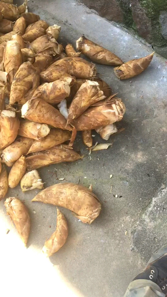 我家的冬笋好多哦.