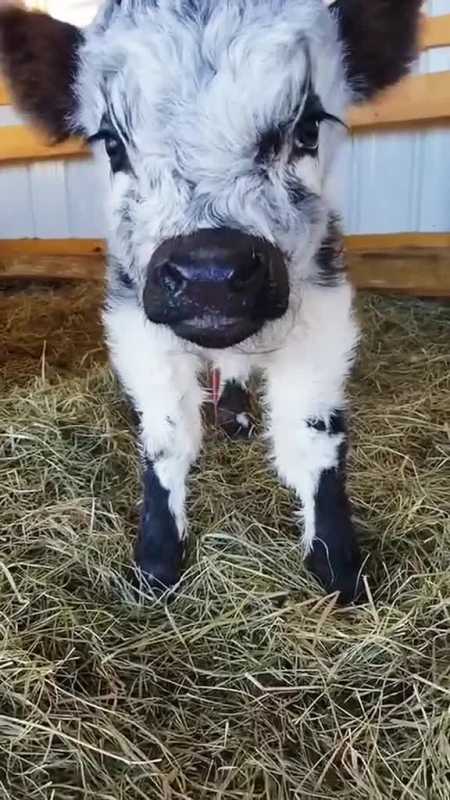 还记得这个眼睫毛很长的小牛牛嘛,它已经长成活泼好动的大牛牛了