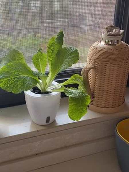 在家水培的小白菜给二宝做碗疙瘩汤我的生活日记水培