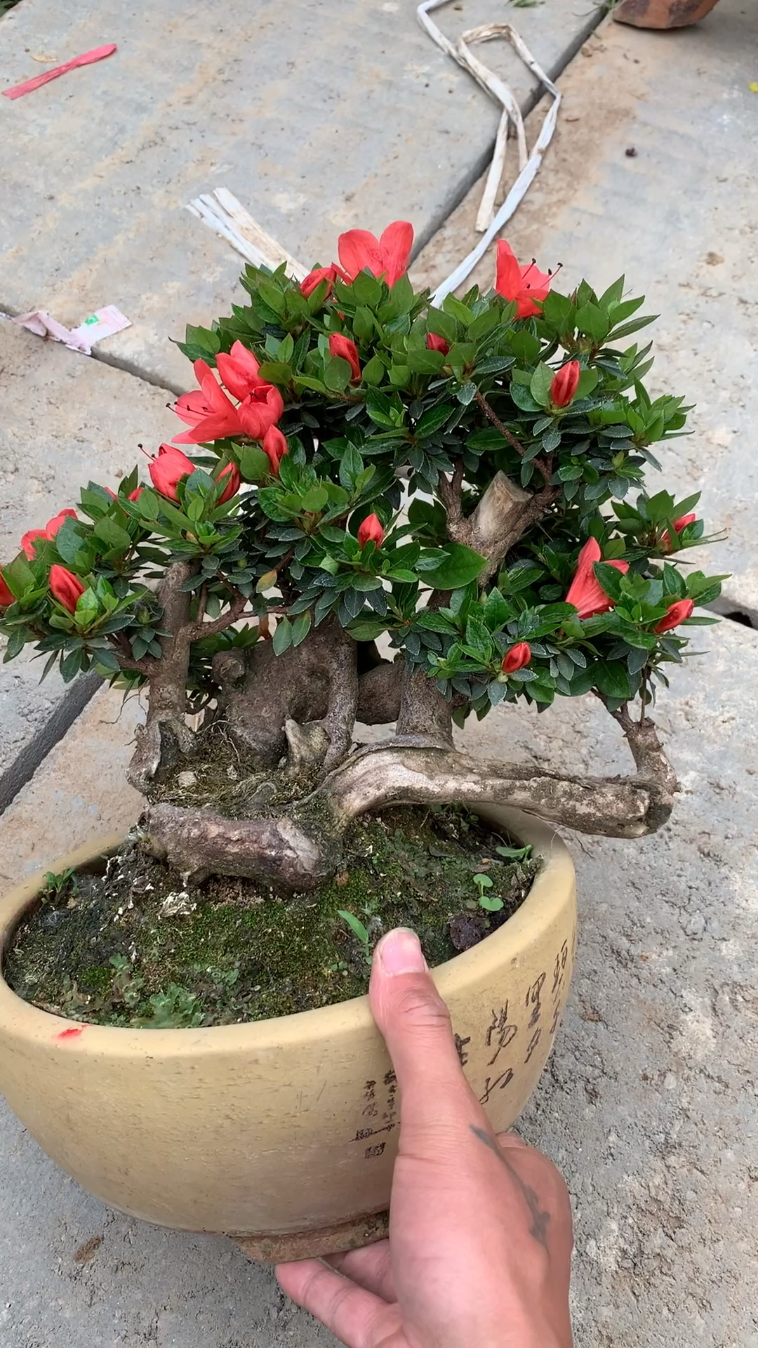 进口杜鹃花品种鹿山