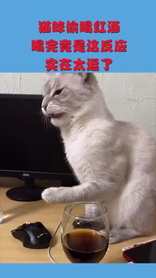 猫咪偷喝红酒喝完竟是这反应实在太逗了