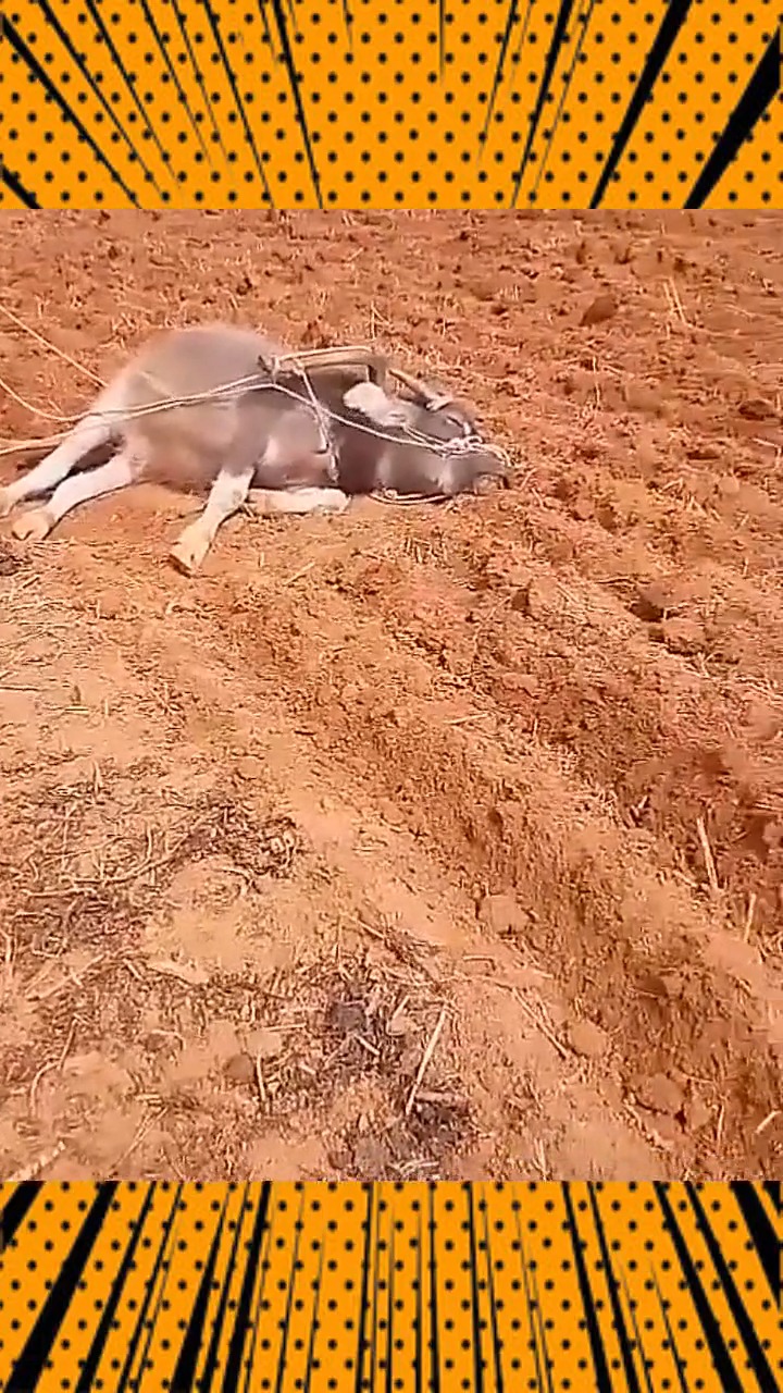 耕地累死牛图片图片