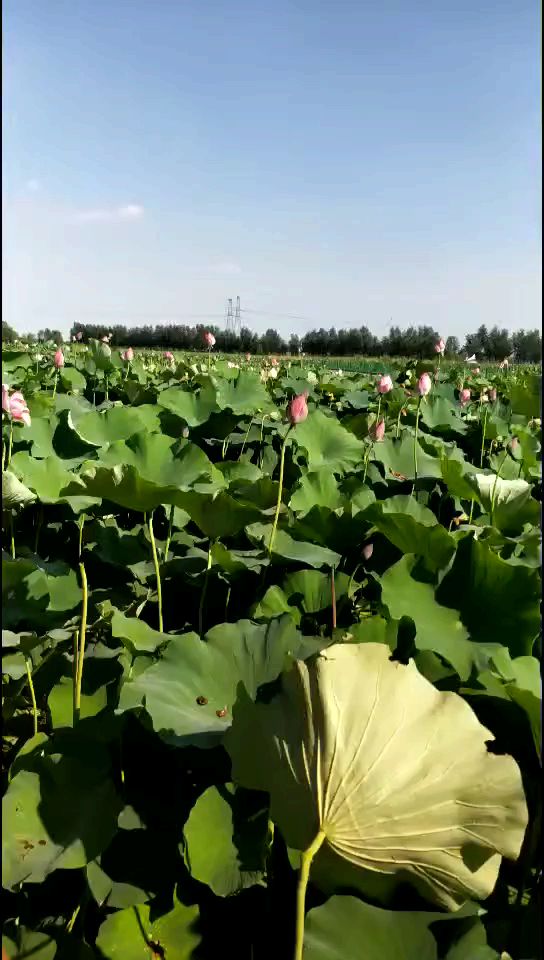 河南范县陈庄万亩荷花园