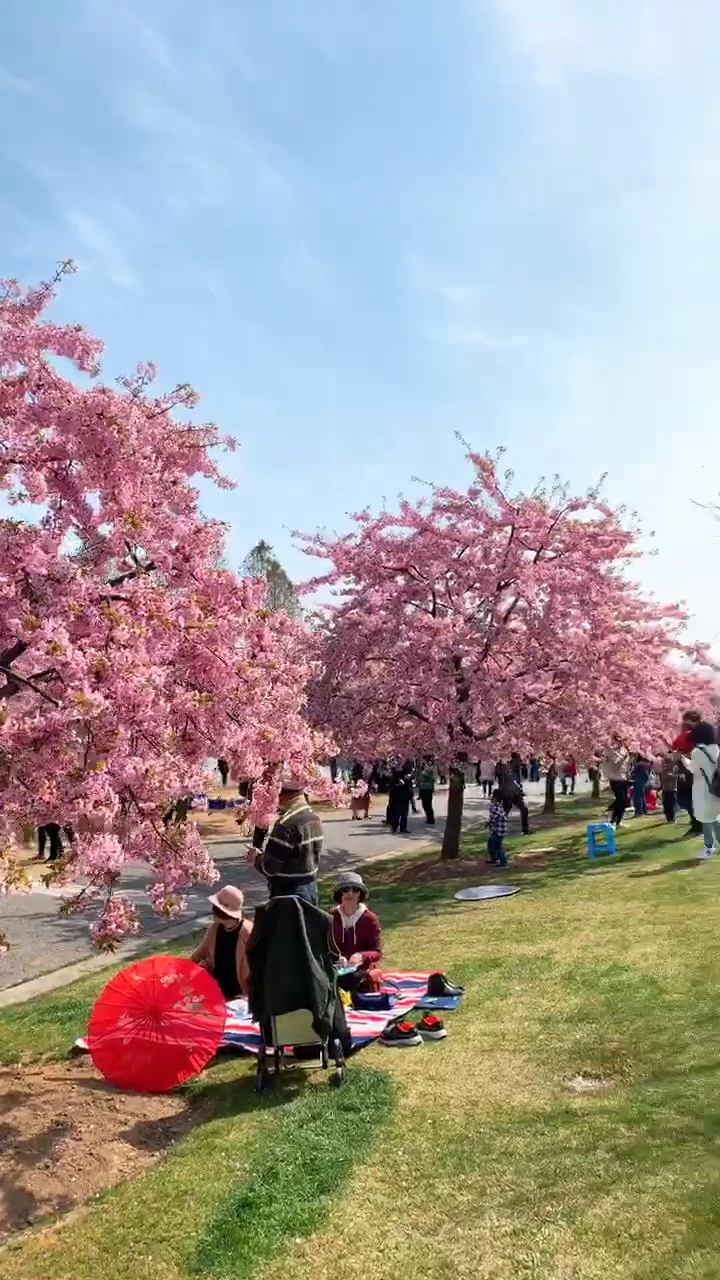 恋人手中樱花草