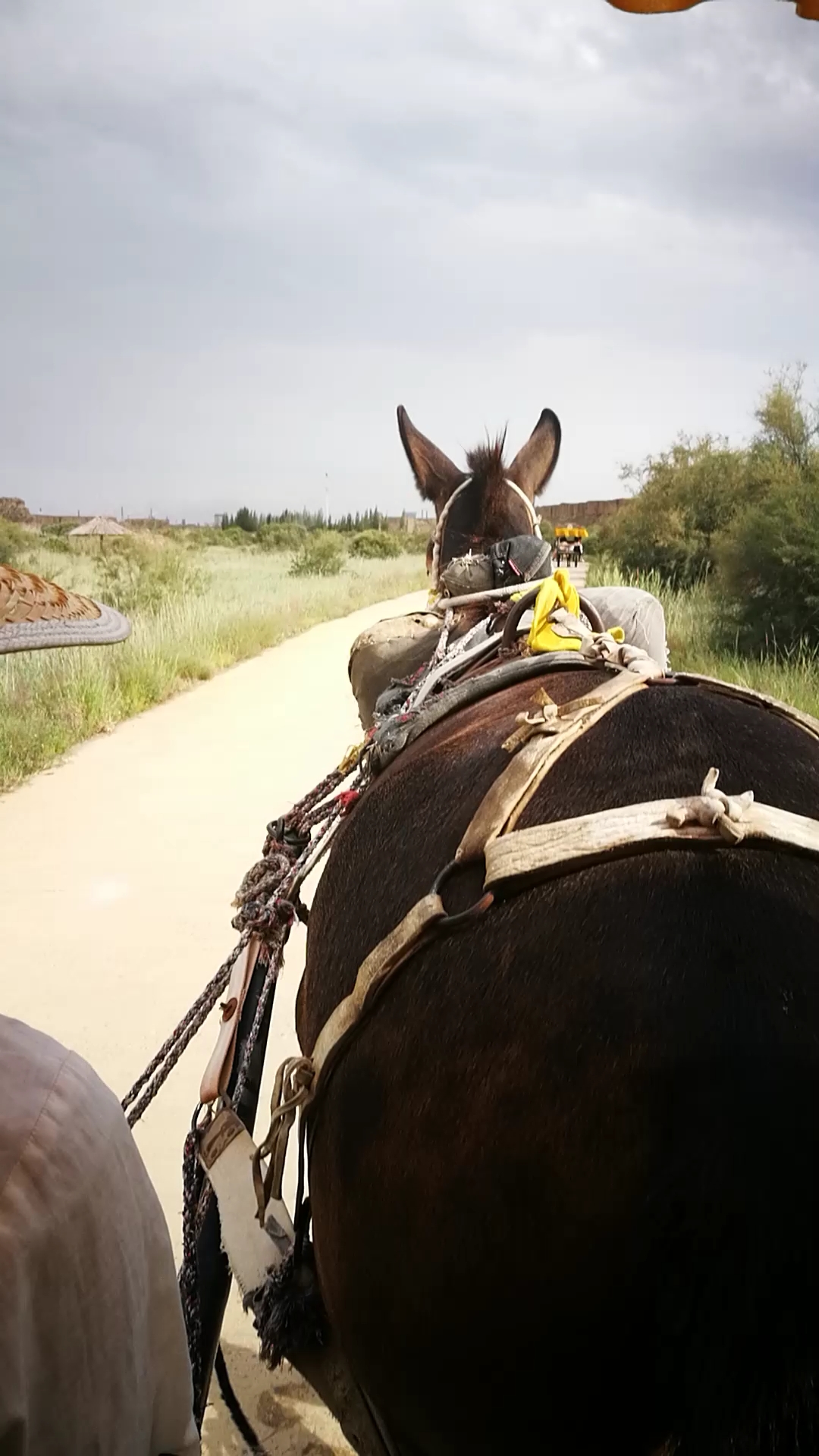 头部保健操#在宁夏水洞沟遗址坐骡车游览