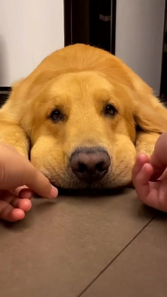 搞笑段子#金毛的嘴皮子底下,竟隐藏着大秘密,这家伙是怎么做到的?