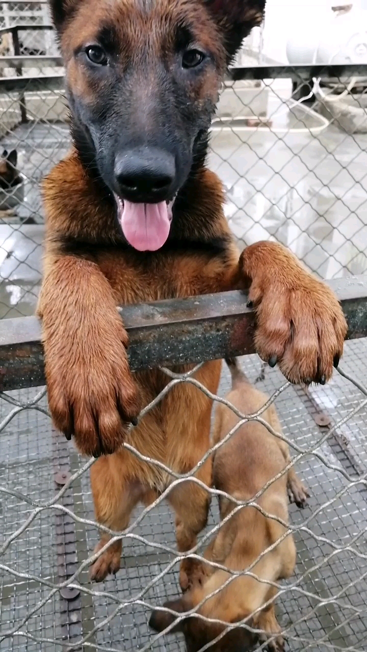 犬类最聪明机灵的就属马犬