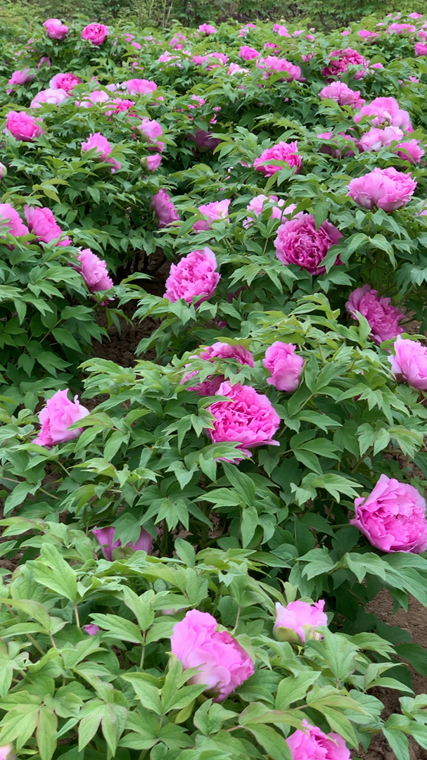 蓝色牡丹花#牡丹花开