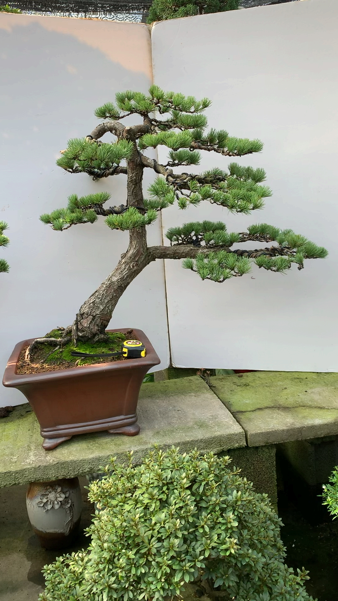 五针松老桩盆景