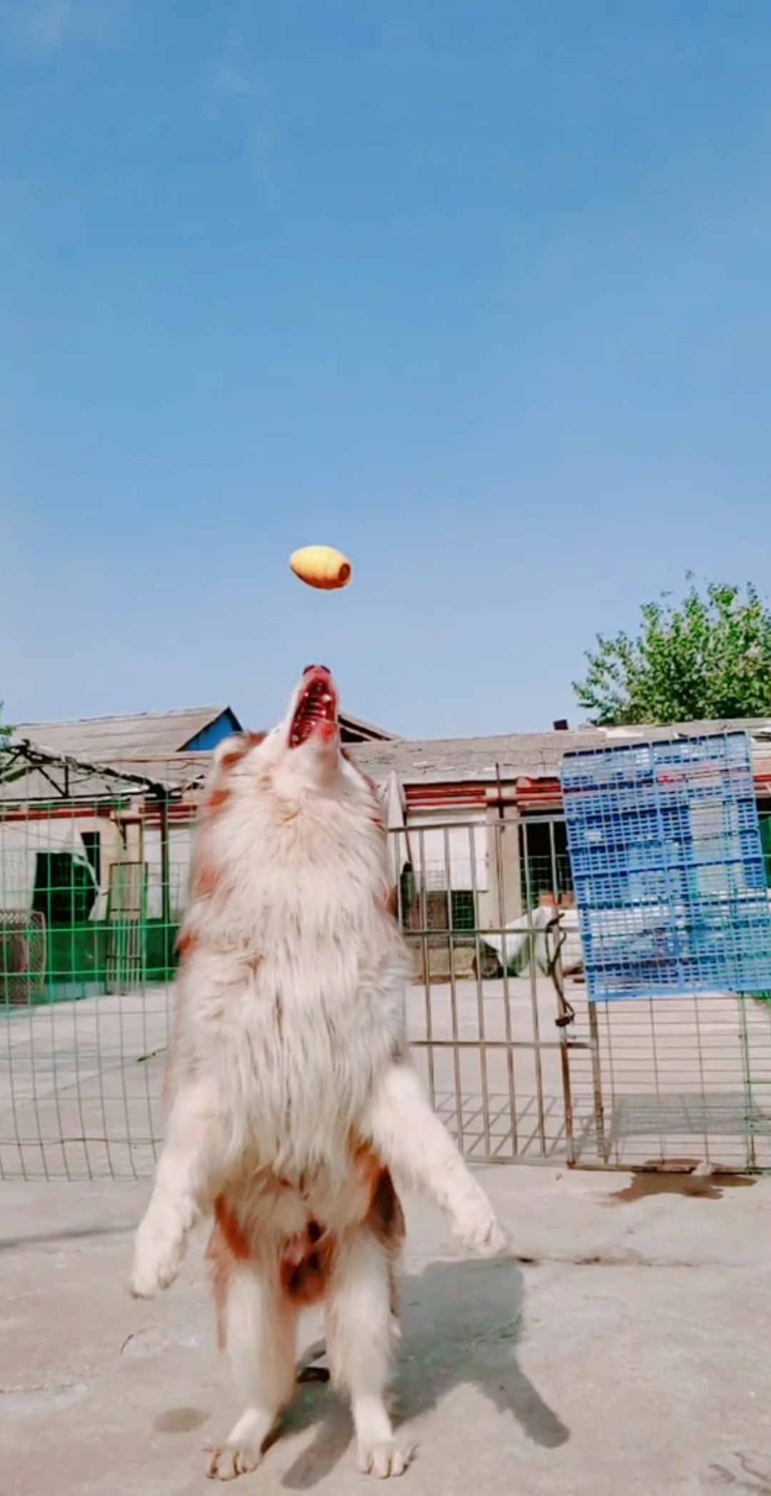 阿拉斯加雪橇犬#接球百分百中,带球跨栏也是小意思.