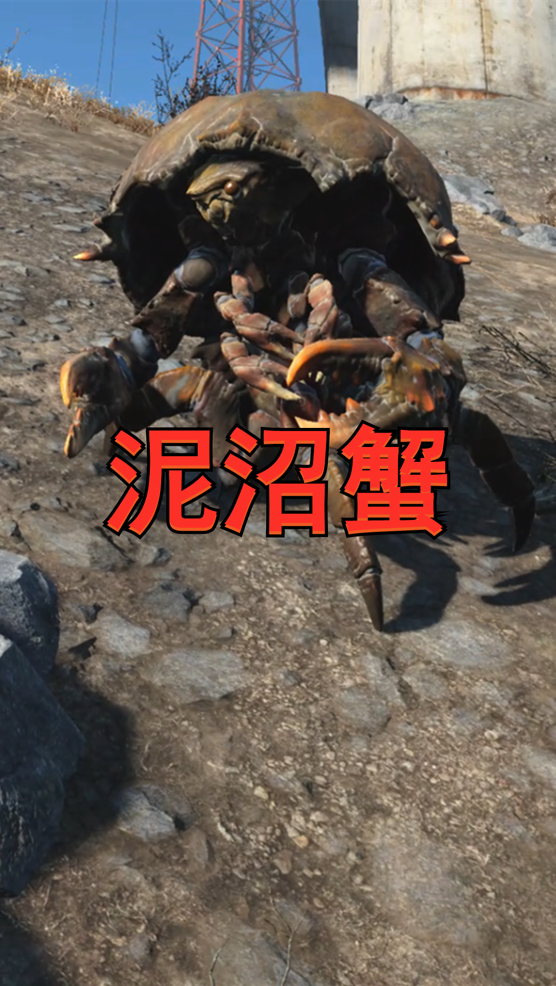 日本变异螃蟹13米图片