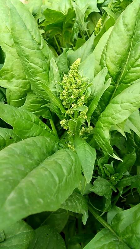 我的小花园#菠菜开花了94,你见过吗?-度小视