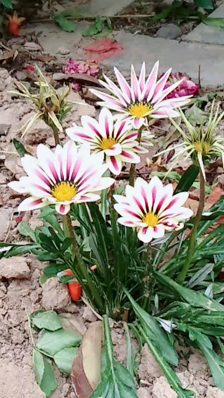 一朵朵美丽的花儿,都在金色的阳光中点头含笑,好像在欢迎你.