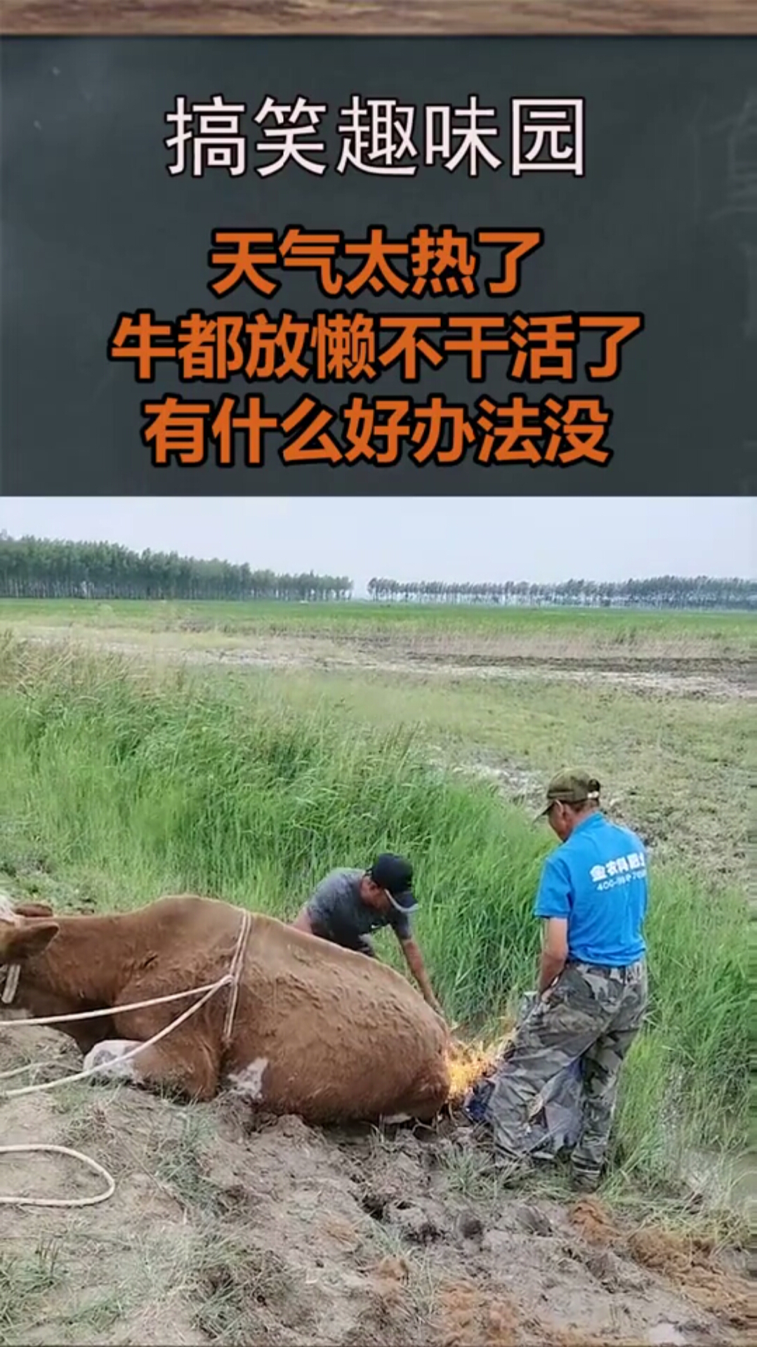 天气太热了,牛都放懒不干活了.有什么好办法没