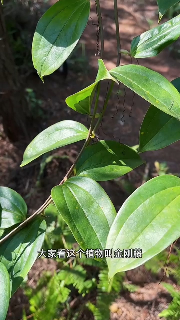 金剛藤和土茯苓有啥區別呢