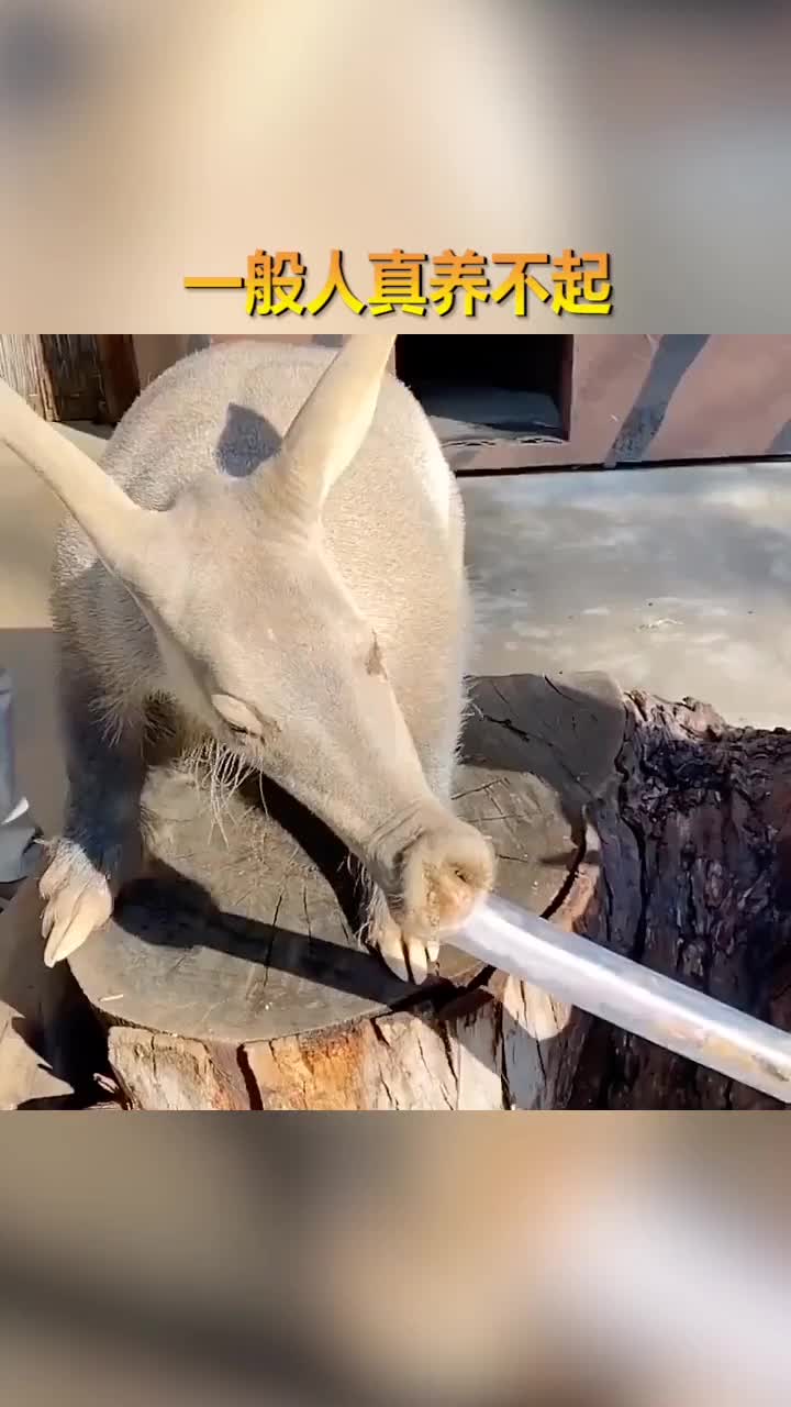 可怕的长舌兽,这样的动物,谁能养得起