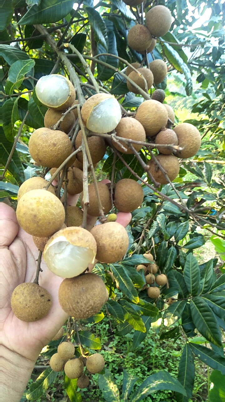 有谁吃过,龙眼储良,果大肉厚脆甜好吃,年年结果产量高,喜欢的朋友双击