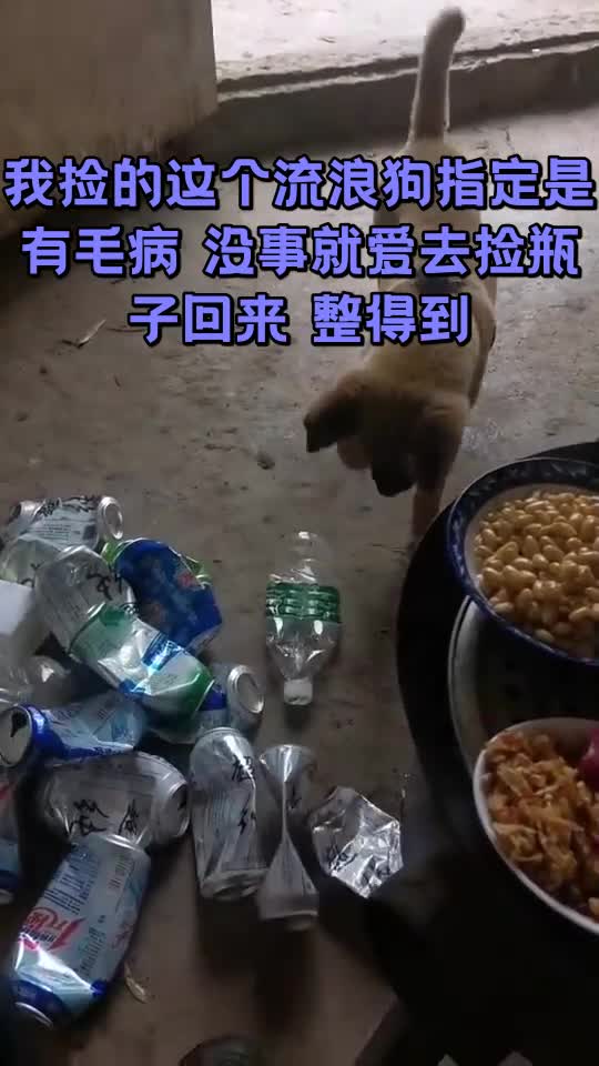 我捡的这个流浪狗指定是有毛病没事就爱去捡瓶子回来整得到